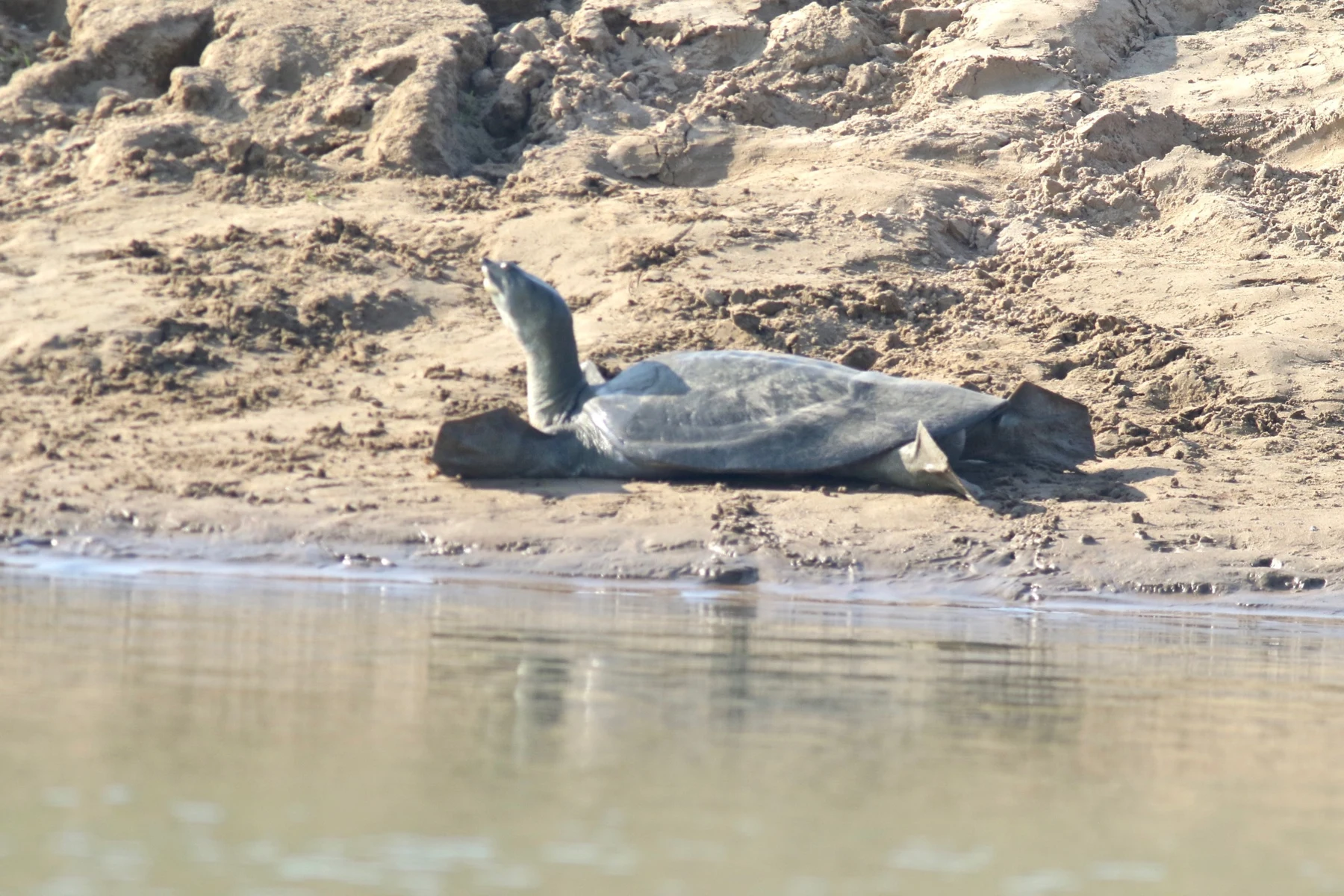 An Indian peacock softshell turtle with its head raised on a sandy riverbank